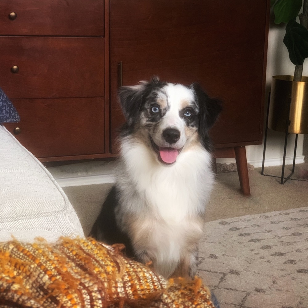 Meet your Posher, Ashton